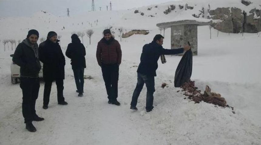 Van&rsquo;da Sahipsiz Hayvanlar İ&ccedil;in Yem Bırakıldı