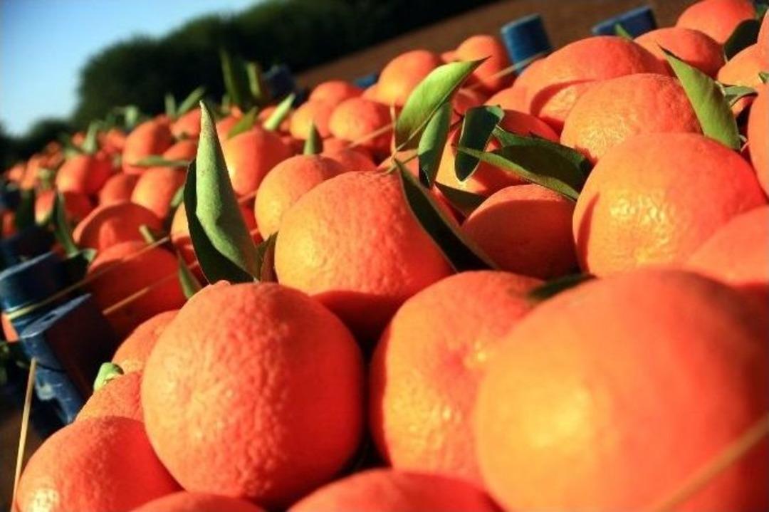 Rusya Mağduru Narenciye &Uuml;reticisi Destek İstiyor