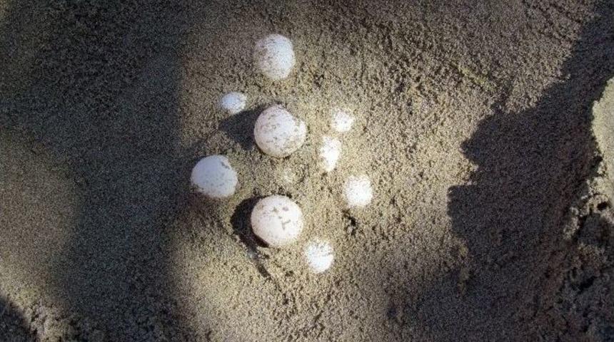 2015 Yılında T&uuml;rkiye Sahillerinde 391 Bin 152 Yavru Deniz Kaplumbağası Suyla Buluştu