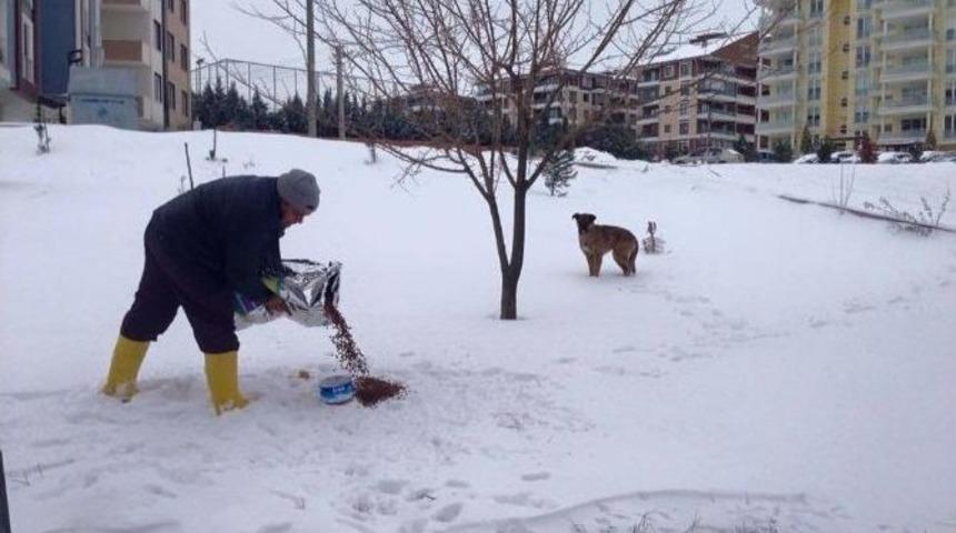 Edirne&rsquo;de Sokak Hayvanlarına Yiyecek Bırakılıyor