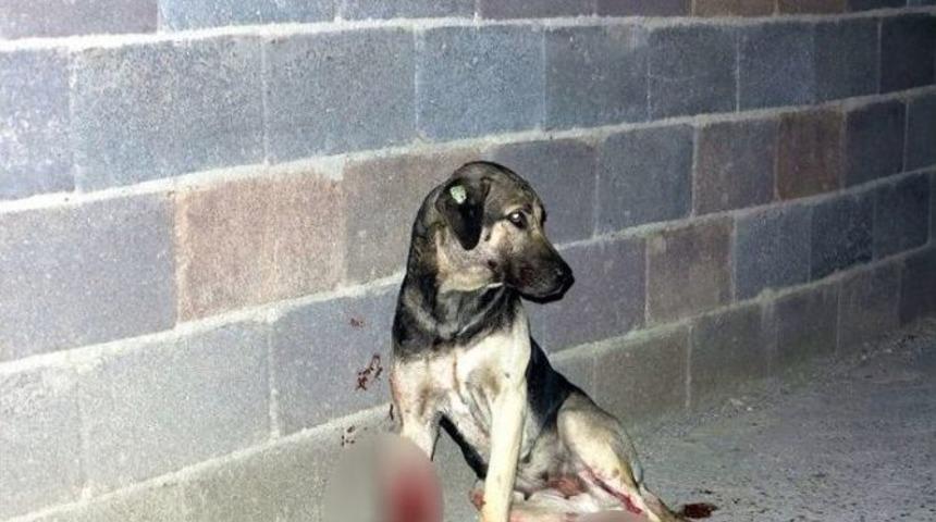 Sokak K&ouml;peklerini T&uuml;fekle Vurdular