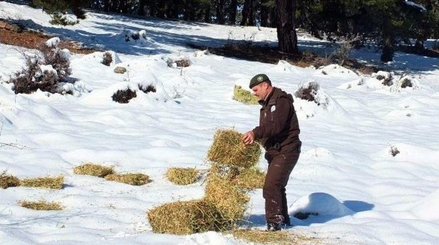K&uuml;tahya&rsquo;da Yaban Hayata Yem Takviyesi