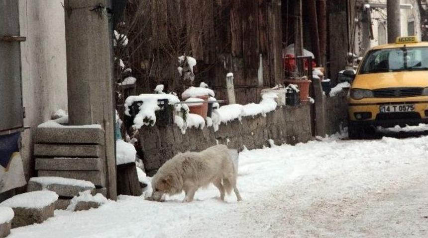 Bolu&rsquo;da Sokak Hayvanlarına Mama Bırakıldı