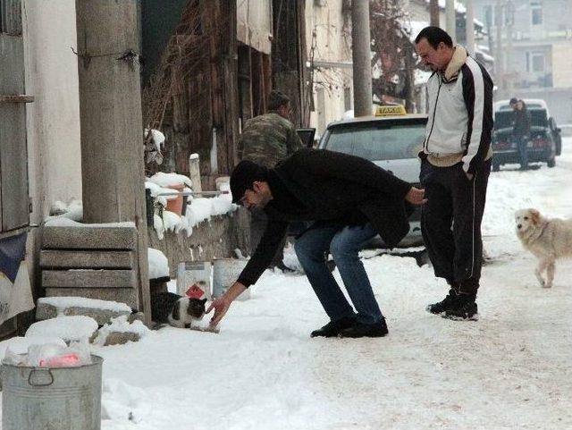 Bolu’da Sokak Hayvanlarına Mama Bırakıldı