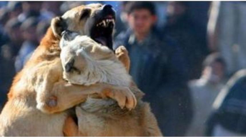 Erzurum&rsquo;da Bahisle K&ouml;pek D&ouml;v&uuml;şt&uuml;ren 21 Kişi Yakalandı