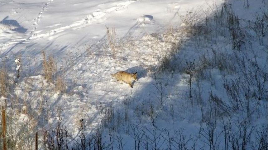 A&ccedil; Kalan Tilki Şehre İndi