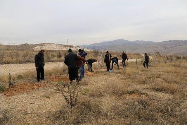 Adıyaman Belediyesi 60 Bin Fidanı Toprakla Buluşturdu