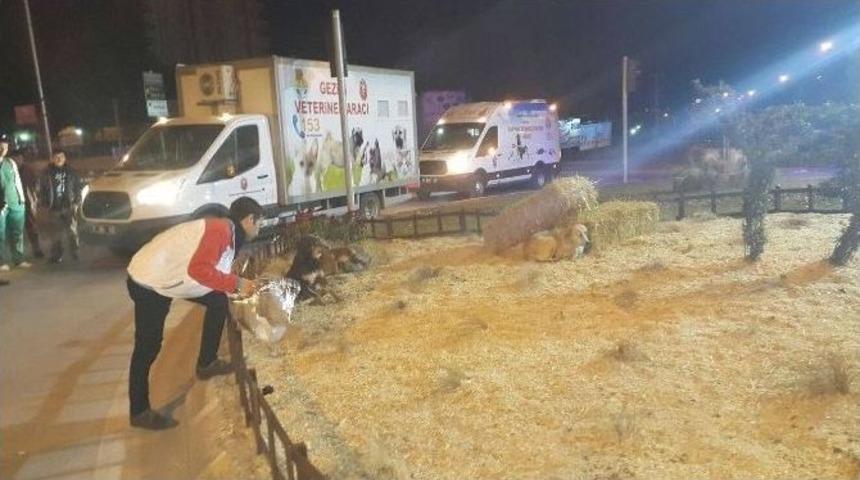 &Uuml;lk&uuml;c&uuml;lerden Sahipsiz Hayvanlara Yardım Eli