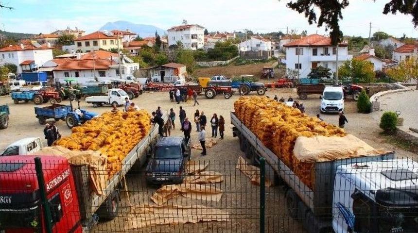 B&uuml;y&uuml;kşehir&rsquo;den &Ccedil;ift&ccedil;ilere Patates Tohumu Desteği