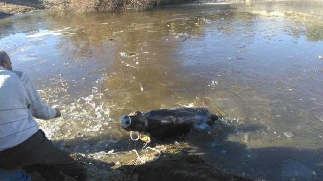 İneklerin Buzla İmtihanı Ağır Oldu