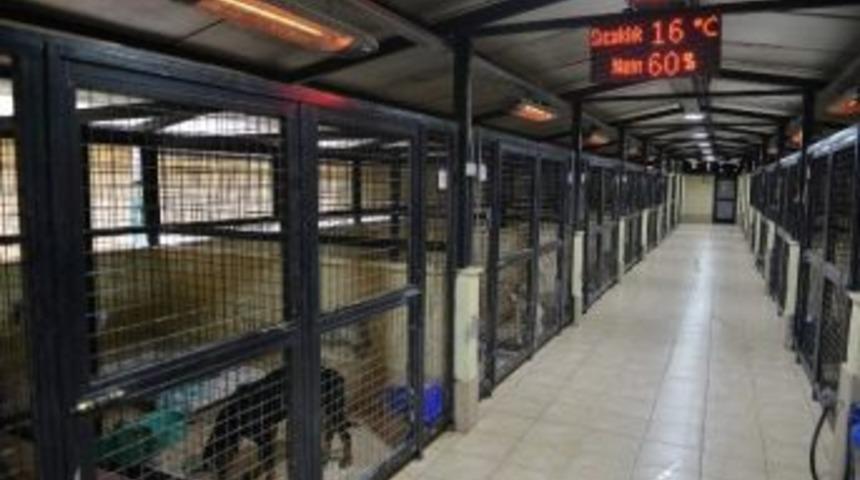 Sokak K&ouml;peklerine 5 Yıldızlı Hizmet