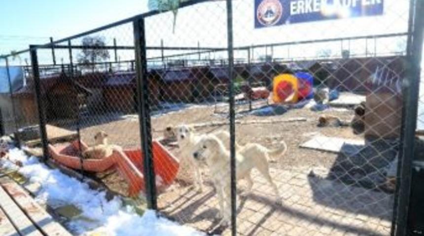 Aksaray Belediyesi, Sahipsiz Hayvanlara Hizmet Veriyor