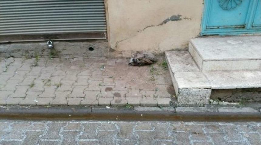 Yavru Köpek Donarak Öldü