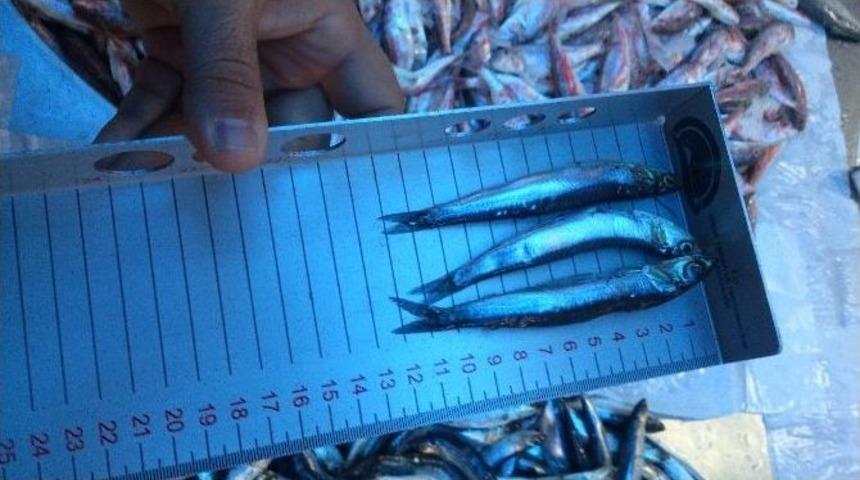 Bilecik&rsquo;te Balık Satışı Yapan Yerler Denetlendi