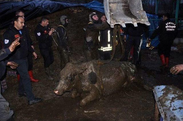 Foseptik Çukuruna Düşen İnek Operasyonla Kurtarıldı