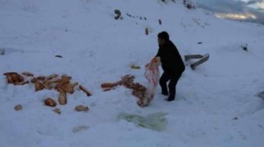 Edremit Belediyesi Sokak Hayvanlarını Unutmadı