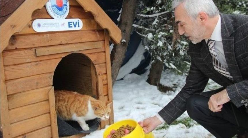 Kağıthane&rsquo;de Sokak Hayvanları Sahipsiz Kalmadı