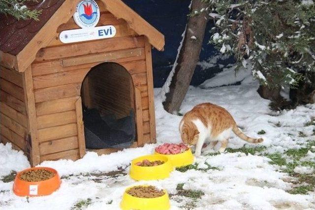 Kağıthane’de Sokak Hayvanları Sahipsiz Kalmadı