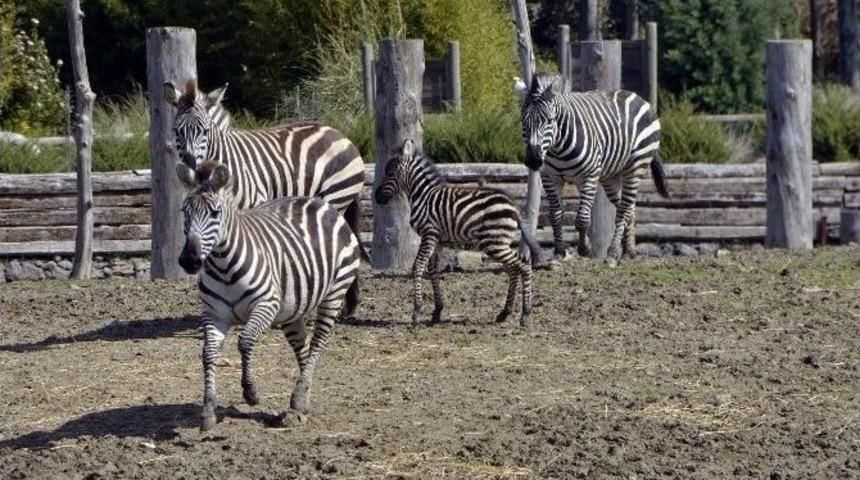 Doğal Yaşam Parkı 1 Milyon Ziyaretçi Sınırını Zorladı
