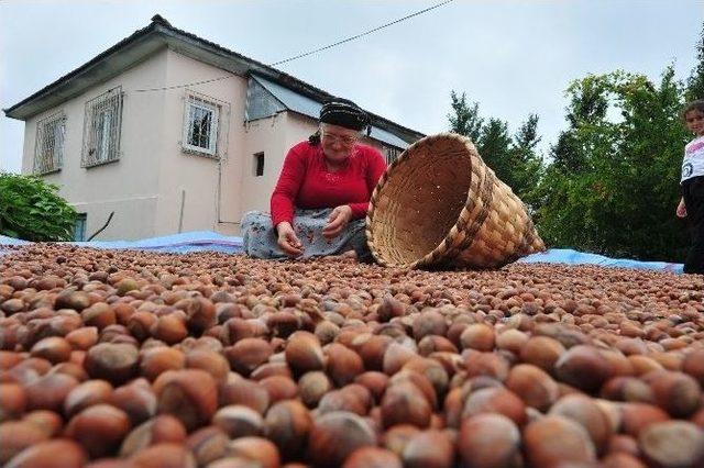 Fındık İhracat Gelirinde Tüm Zamanların Rekoru Kırıldı