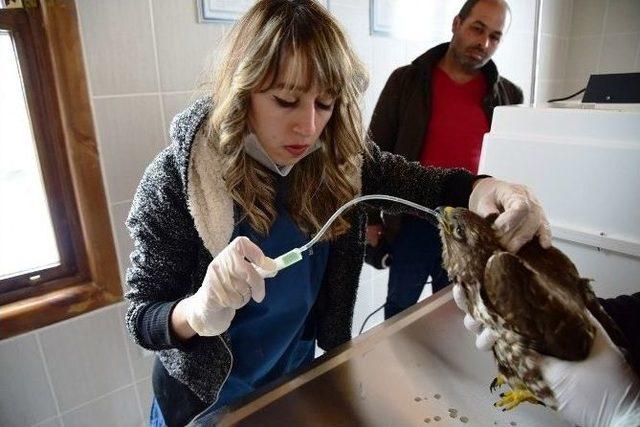 Kuş Cenneti’nde Hasta Kuşlara Özel Bakım