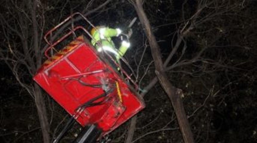 Ağa&ccedil;ların Sağlığı İ&ccedil;in Budama