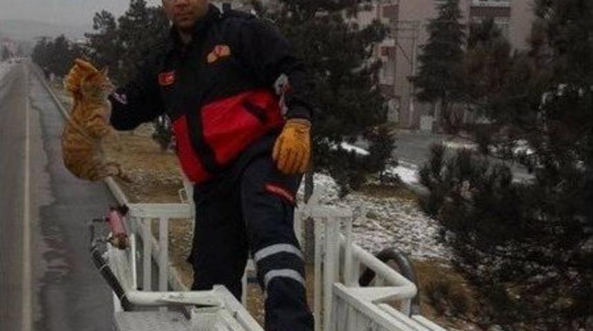 Ağa&ccedil;tan İnemeyen Kediyi İtfaiye Kurtardı