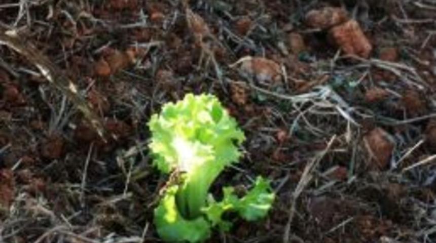 Mtso’nun Girişimi Gübrede Kdv’yi Yüzde 1’e Düşürdü