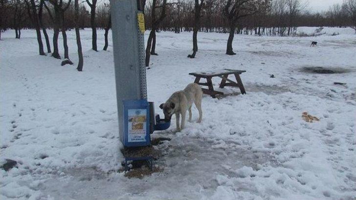 Kar Yağışı Sonrası Sokak Hayvanları Unutulmadı G1