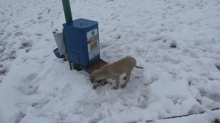 Kar Yağışı Sonrası Sokak Hayvanları Unutulmadı G3