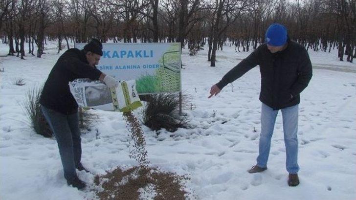 Kar Yağışı Sonrası Sokak Hayvanları Unutulmadı G4