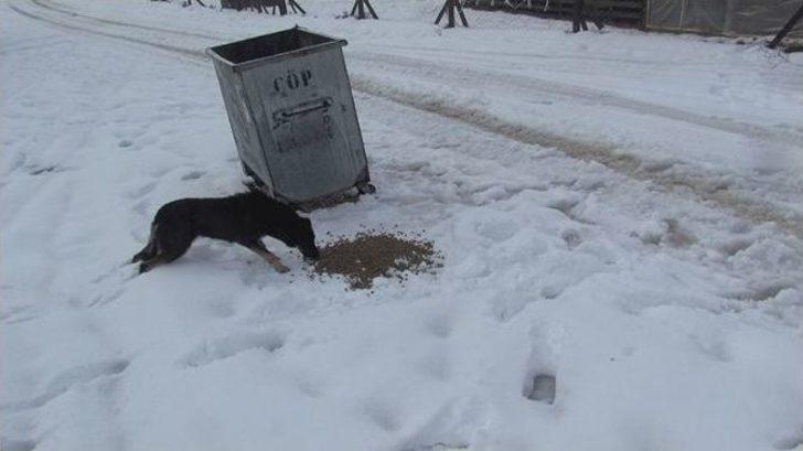 Kar Yağışı Sonrası Sokak Hayvanları Unutulmadı G5