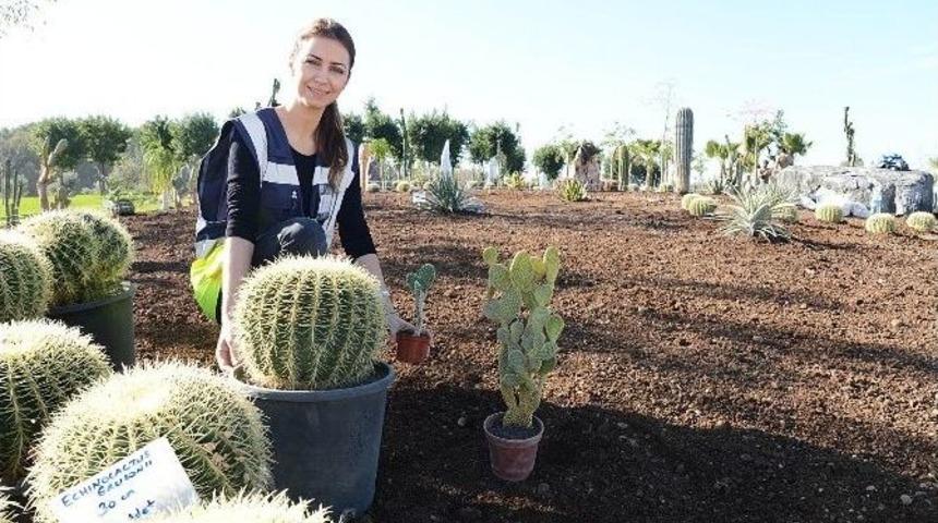 Expo Sergi Alanına 52 T&uuml;rde &lsquo;kakt&uuml;s Ve Sukkulent&rsquo; Dikiliyor