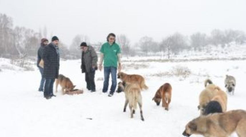 B&uuml;y&uuml;kşehir&rsquo;den, Sokak Hayvanlarına Gıda Desteği&hellip;