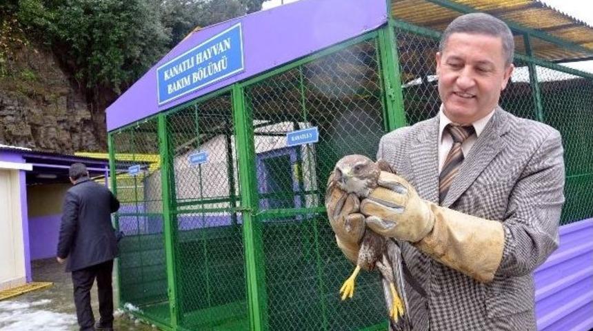 Yaralı Doğan Tedavi Edilerek Doğaya Salındı