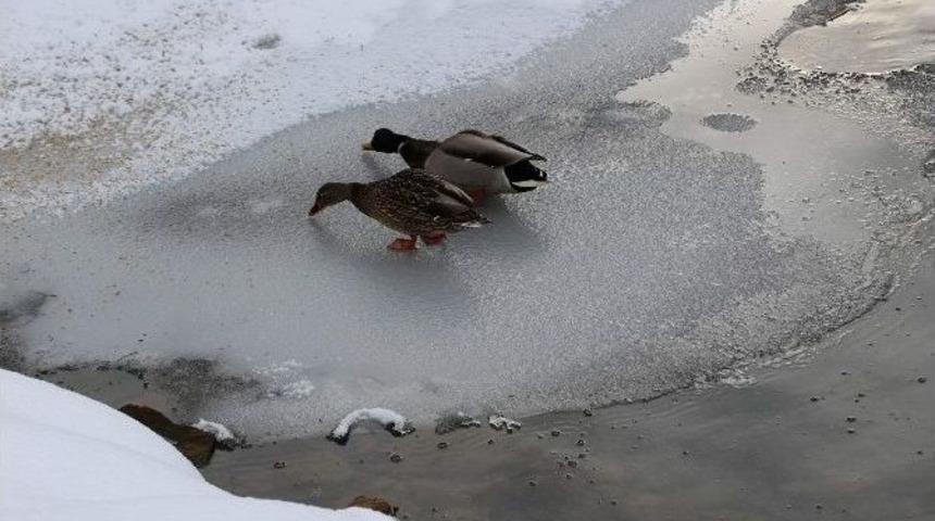 Yabani Hayvanlar Unutulmadı