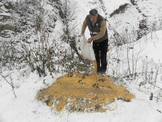 Yabani Hayvanlar Unutulmadı