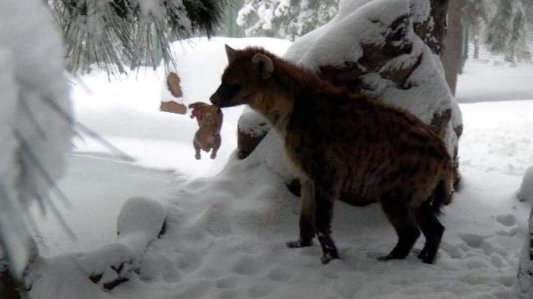Hayvanat Bah&ccedil;esindeki Hayvanların Kar Sevinci