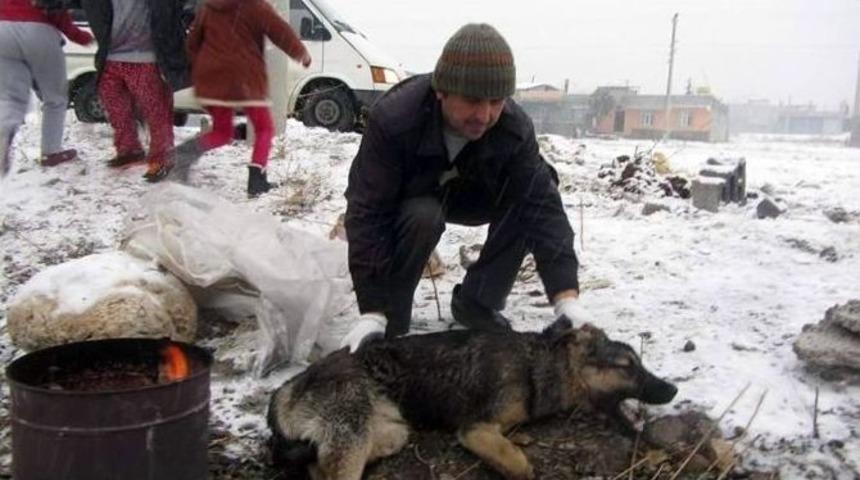Belediye Yaralı K&ouml;peğe Sahip &Ccedil;ıktı