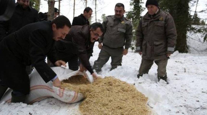 Yaban Hayvanlarına Yem