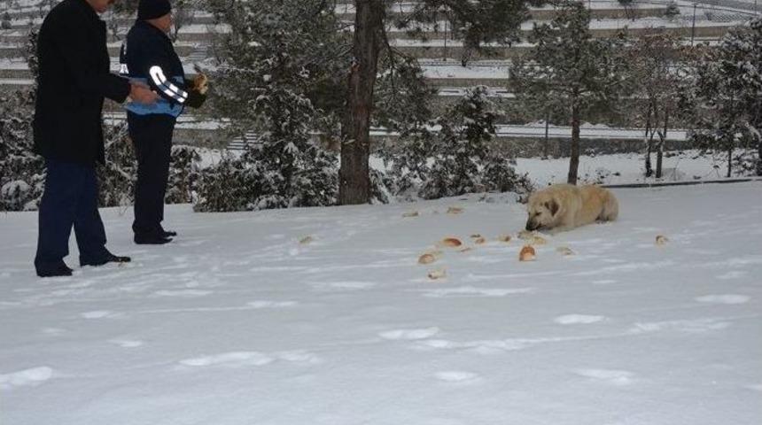 Sokak Ve Yaban Hayvanları İ&ccedil;in Doğaya Yem Bırakıldı