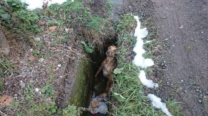 Kuyuya D&uuml;şen K&ouml;pek Operasyonla Kurtarıldı