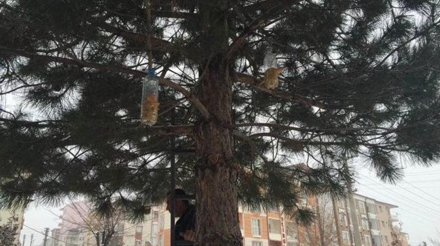 &Ouml;ğrenciler Ağa&ccedil;lara Kuş Yemliği Astı