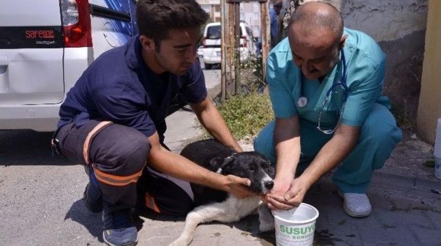 Maltepe Belediyesi 9 Bin Hayvanı Sağlığına Kavuşturdu