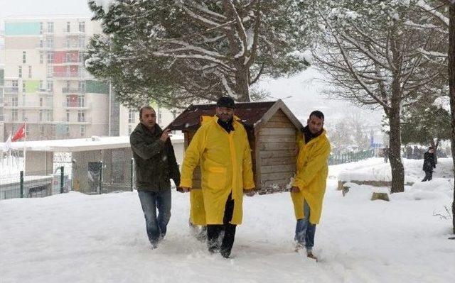 Maltepe Belediyesi 9 Bin Hayvanı Sağlığına Kavuşturdu