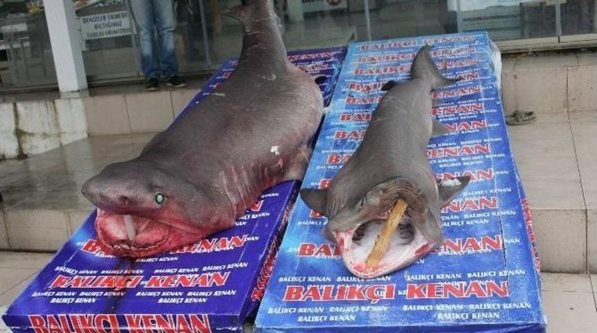 2016&rsquo;nın İlk K&ouml;pek Balıkları Kanser Hastalarına Şifa Olacak