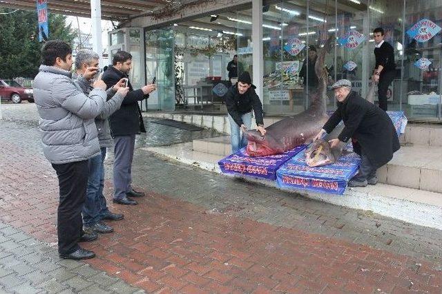 2016’nın İlk Köpek Balıkları Kanser Hastalarına Şifa Olacak