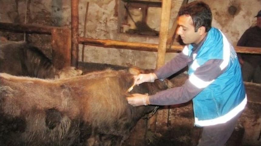 Hisarcık&rsquo;ta Şap Aşısı &Ccedil;alışması