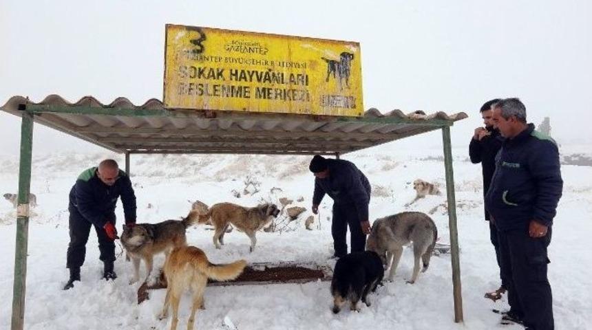 Sokak Hayvanlarından Yem Bırakan G&ouml;revlilere Sevgi G&ouml;sterisi