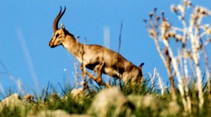 Dağ Ceylanları D&uuml;nyaya Tanıtılacak